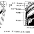 膈下間隙