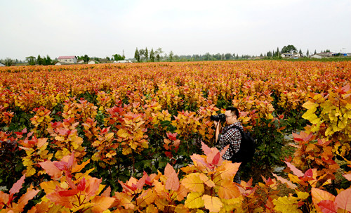 四川彩楊農林科技紅霞楊基地