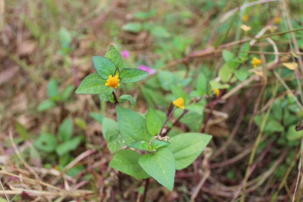 紐扣草屬