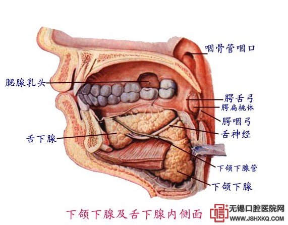 頜下腺