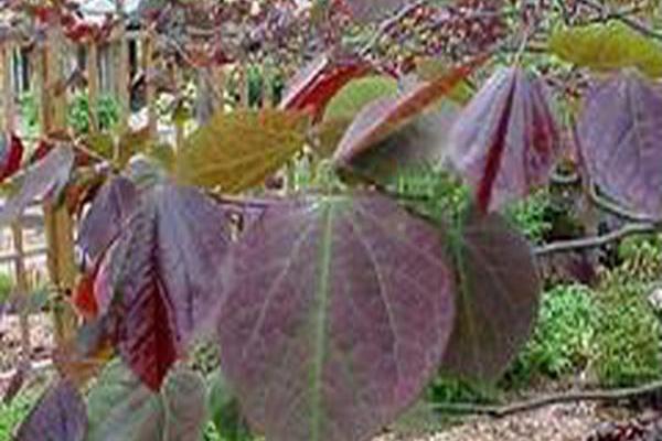 Cercis canadensis \x27Forest Pansy\x27