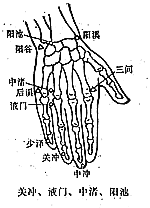 手部部分穴位