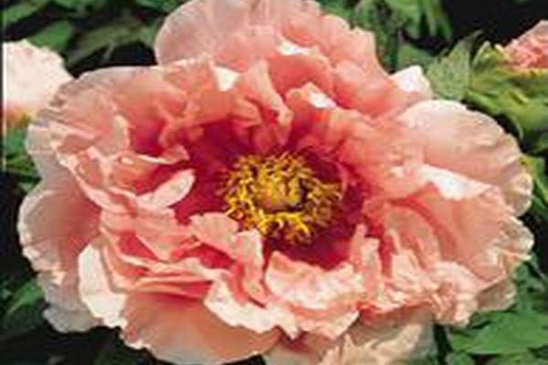 Paeonia suffruticosa \x27Hana-kisoi\x27 FLORAL RIVALRY