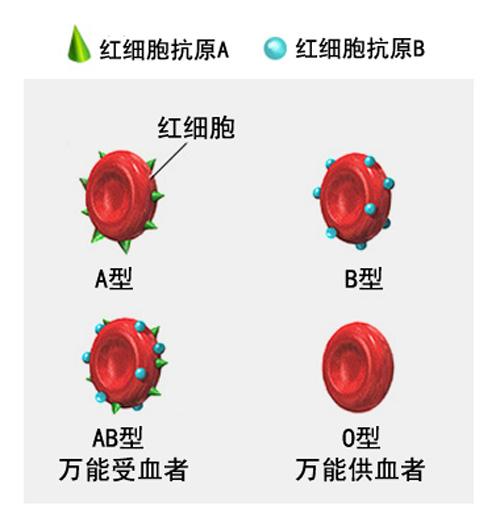 血型系統