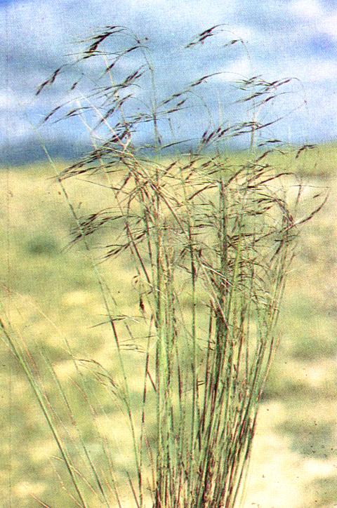 疏花針茅