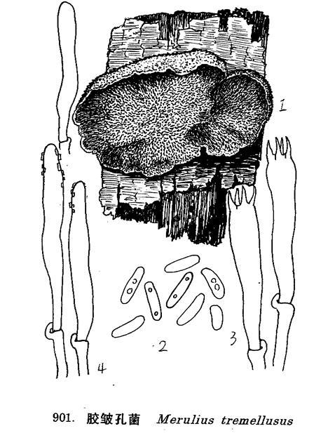 膠皺孔菌