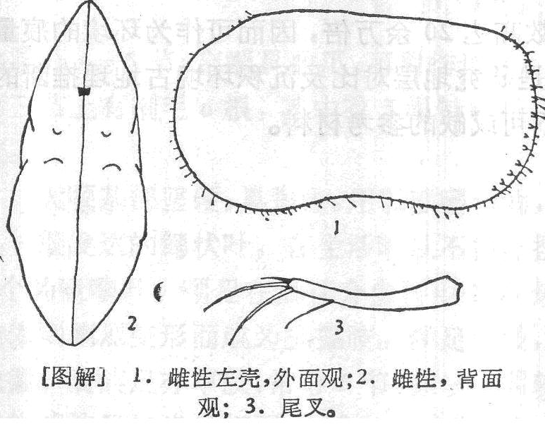 棘列泥介蟲