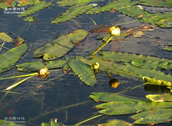 萍蓬草屬(Nuphar)