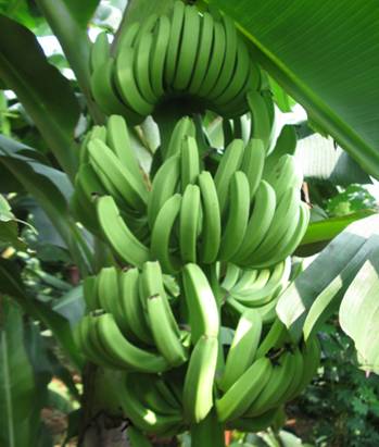 香蕉(芭蕉科芭蕉屬植物)