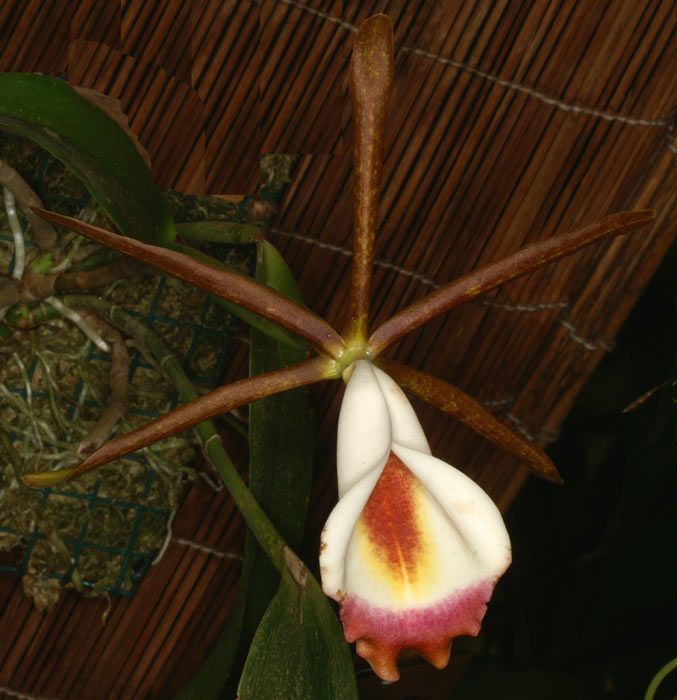 Cattleya araguaiensis