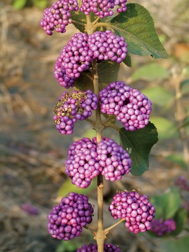 長葉杜虹花