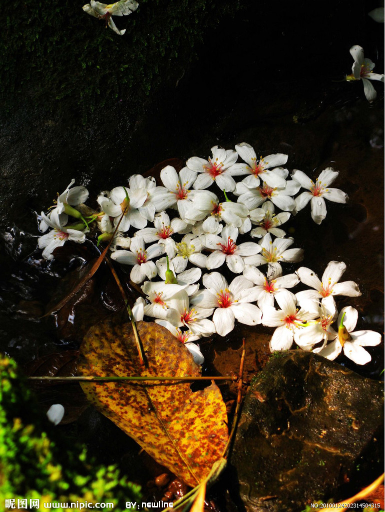 飛花落葉