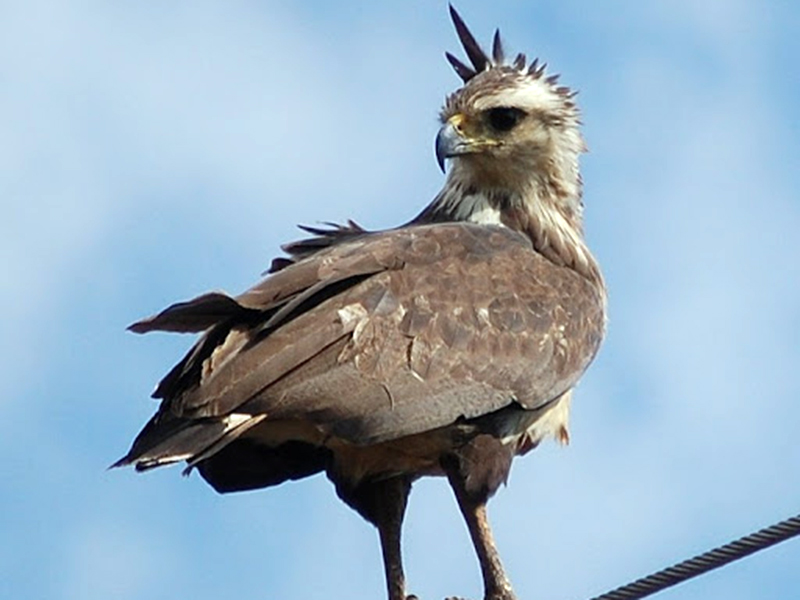 鳥類羽冠