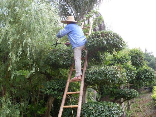 花灌木 修剪與整形