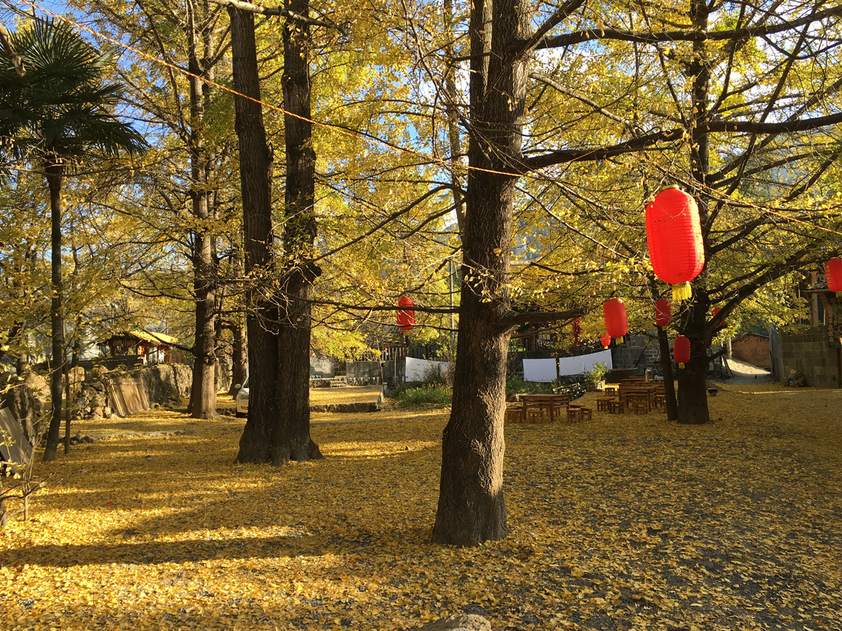 雲南銀杏村