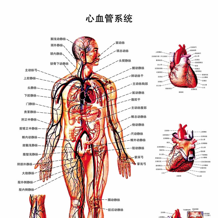 心血管系統