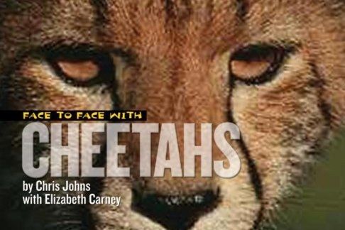 Face to Face with Cheetahs