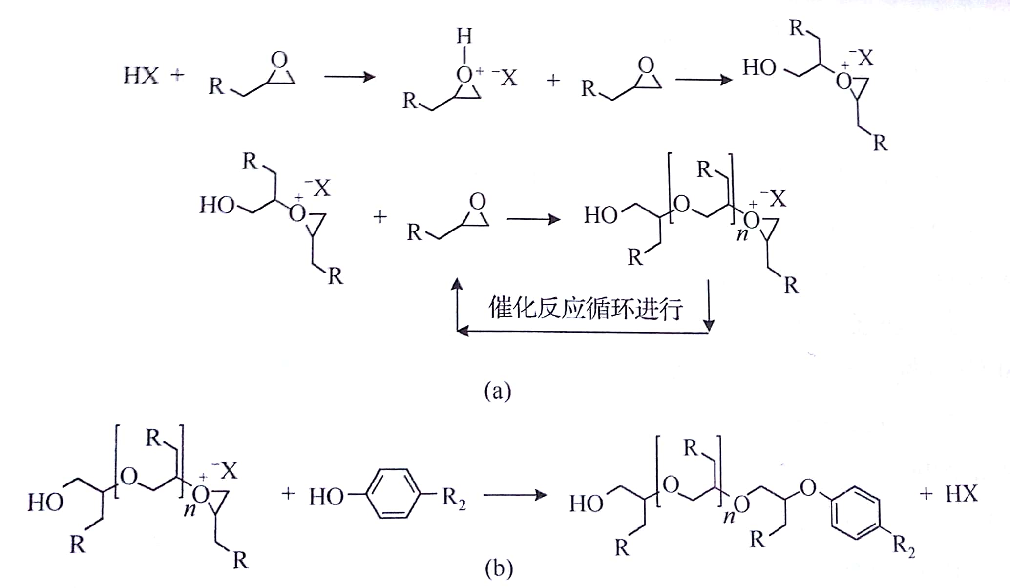 圖1（a）環氧分子聚合物和（b）交聯