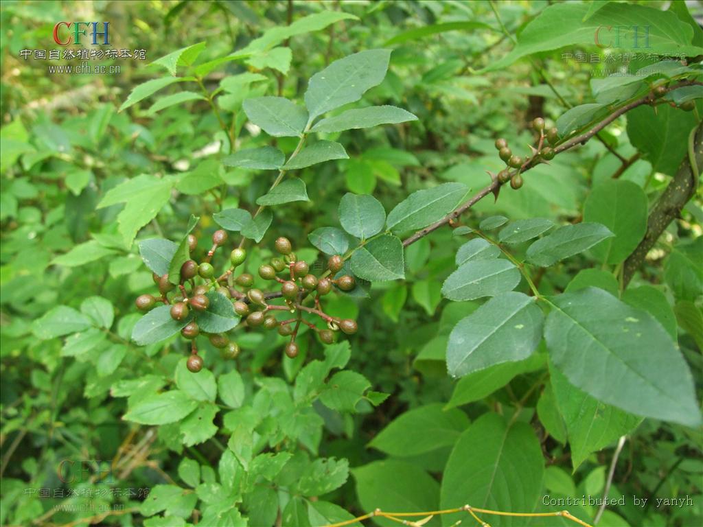 野花椒(芸香科花椒屬植物)