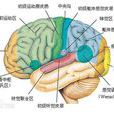 視覺性言語區