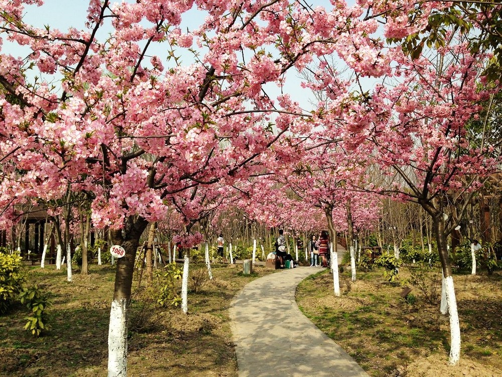 大顧村(江蘇省興化市陶莊鎮下轄村)