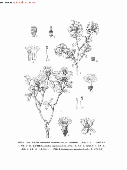 疏毛冠杜鵑(疏毛冠杜鵑（變種）)