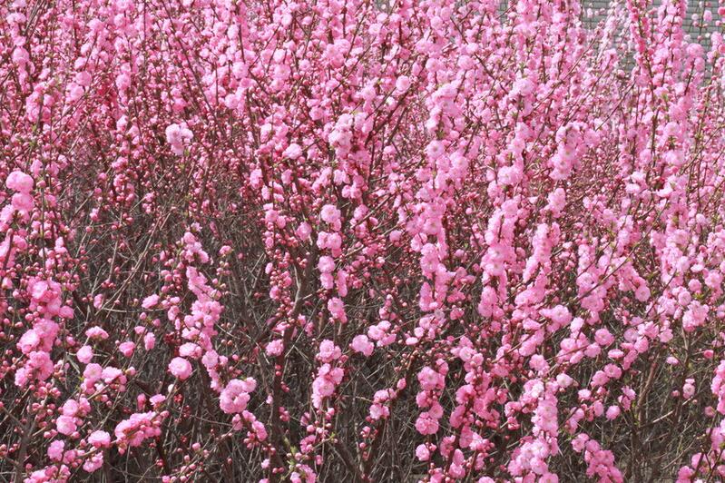 小桃紅(山茶屬栽培品種)