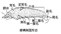 癭蟎側面形態