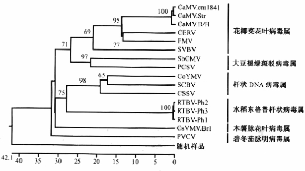 花椰菜花葉病毒科的系統發育樹