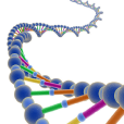 脫氧核糖核酸(DNA（脫氧核糖核酸）)