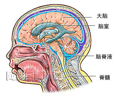 解剖圖