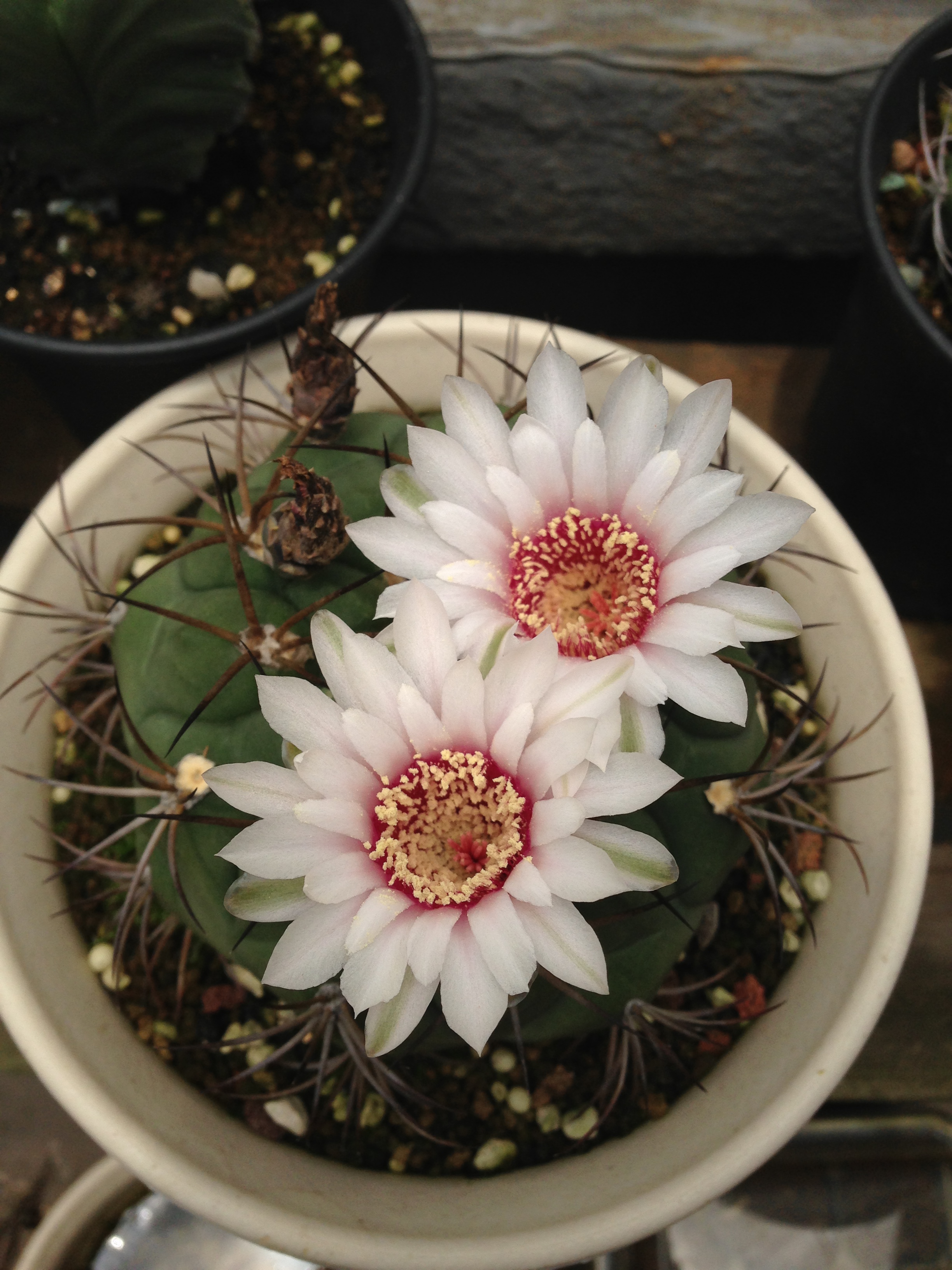 新天地 Gymnocalycium saglionis