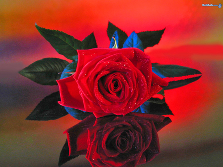 A Red, Red Rose