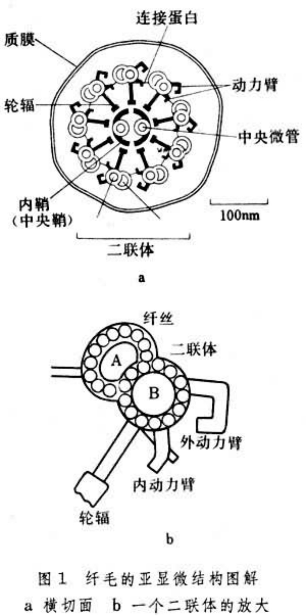 9+2型鞭毛結構