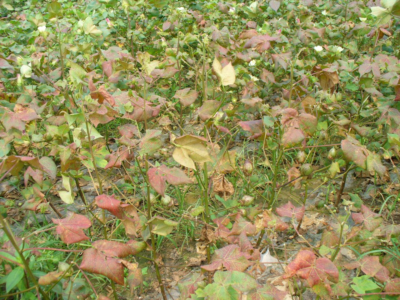 棉花紅葉莖枯病