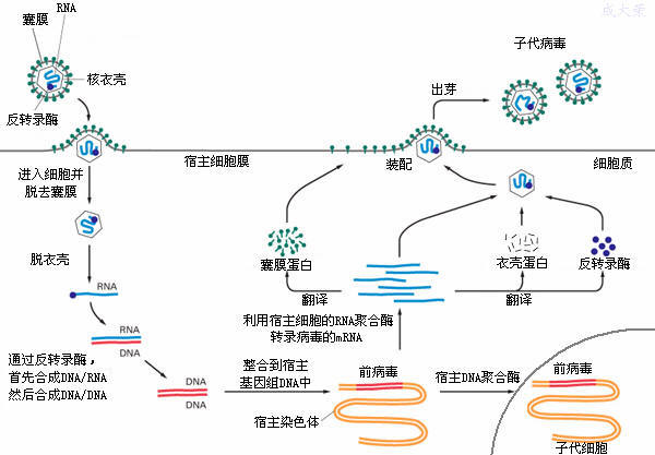 反轉錄病毒科