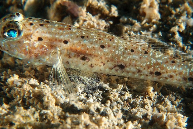 孔鰕虎魚屬