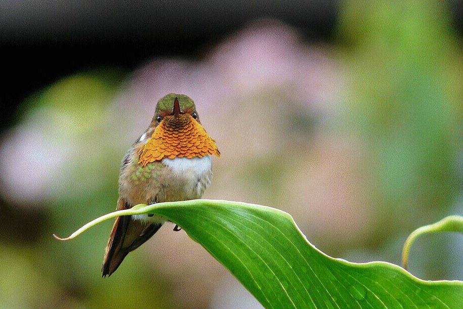 輝煌蜂鳥