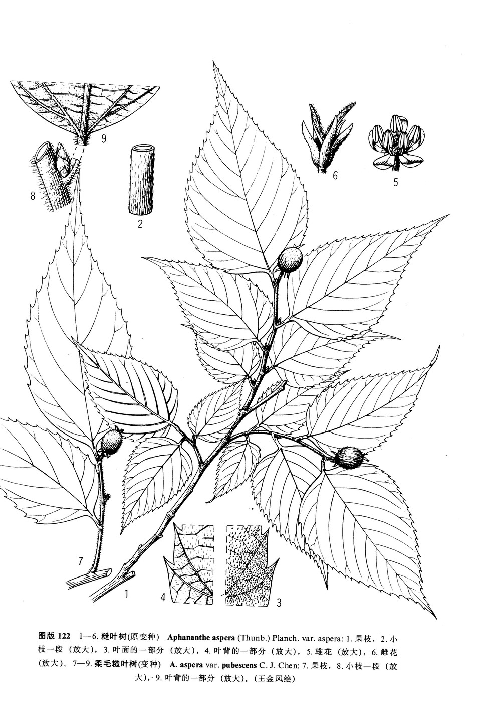 柔毛糙葉樹（變種）