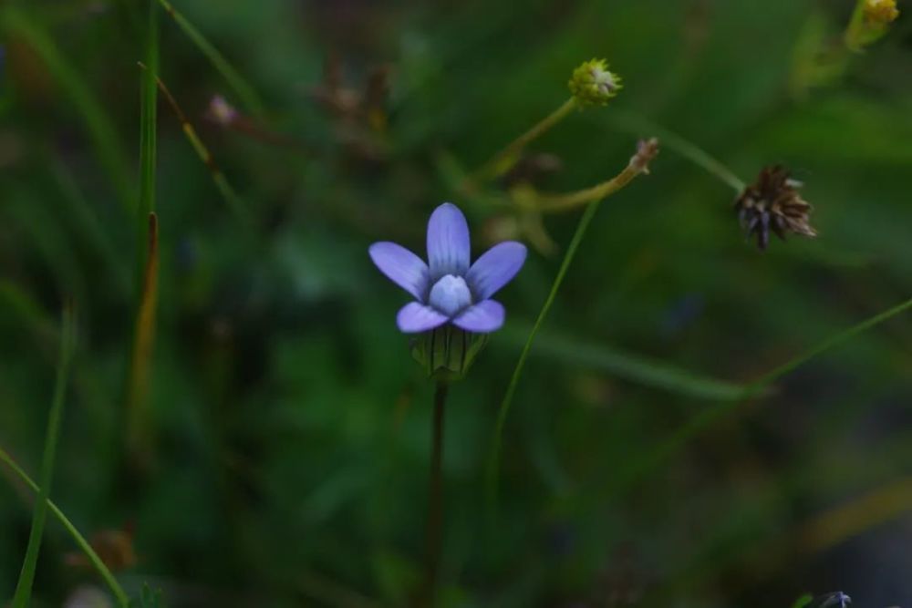 二萼喉毛花