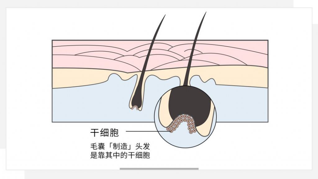 毛囊幹細胞