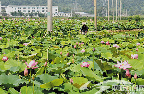 西岙村(浙江省溫州市平陽縣麻步鎮西岙村)