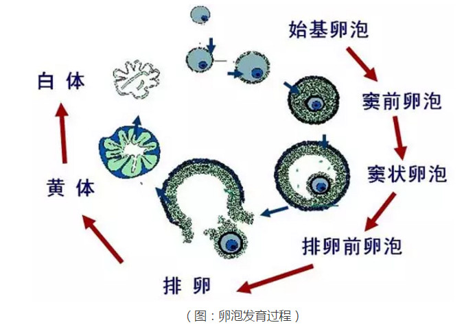 卵巢儲備