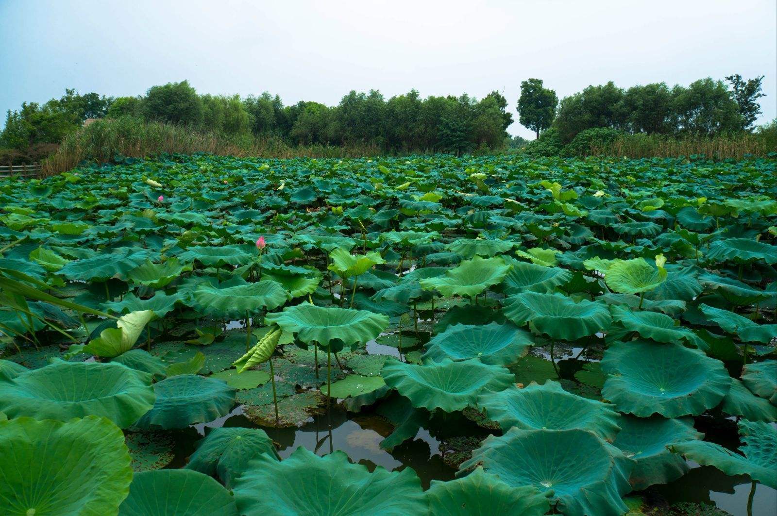 江蘇蘇州太湖湖濱國家濕地公園(蘇州太湖湖濱國家濕地公園)