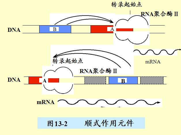 順勢作用元件