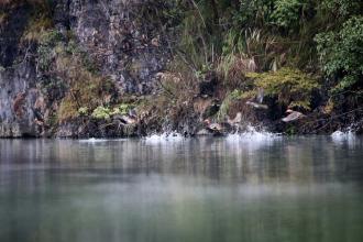 楓香鴛鴦湖村