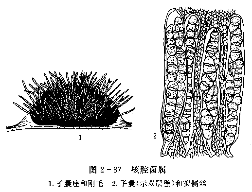 禾黑痣菌