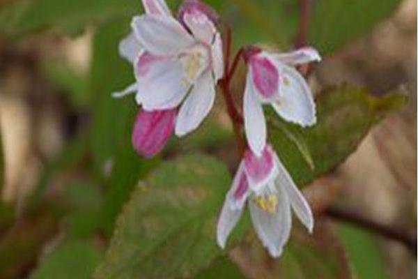 Deutzia \x27NCDX2\x27 YUKI CHERRY BLOSSOM