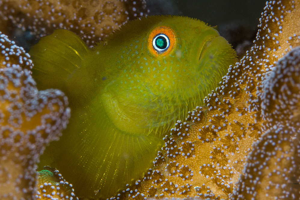 黃副葉鰕虎魚