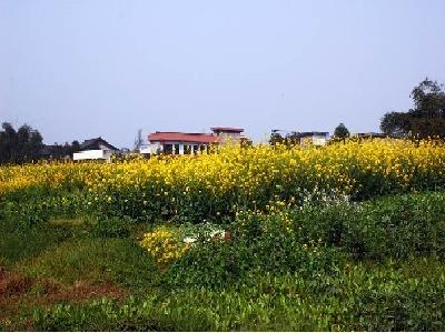 肇村村